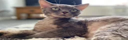 Devon Rex cats for sale: Devon Rex Male Cat - Looking for a Loving home in Leeds - Advert 6