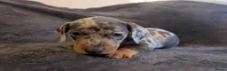 Miniature Dachshund dogs for sale: Beautiful Miniature Dashound Puppies For Sale - Advert 2