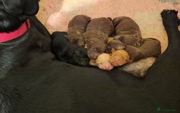 Labrador Retriever dogs for sale: Gorgeous Labrador Puppies – Ready December! - Image 2