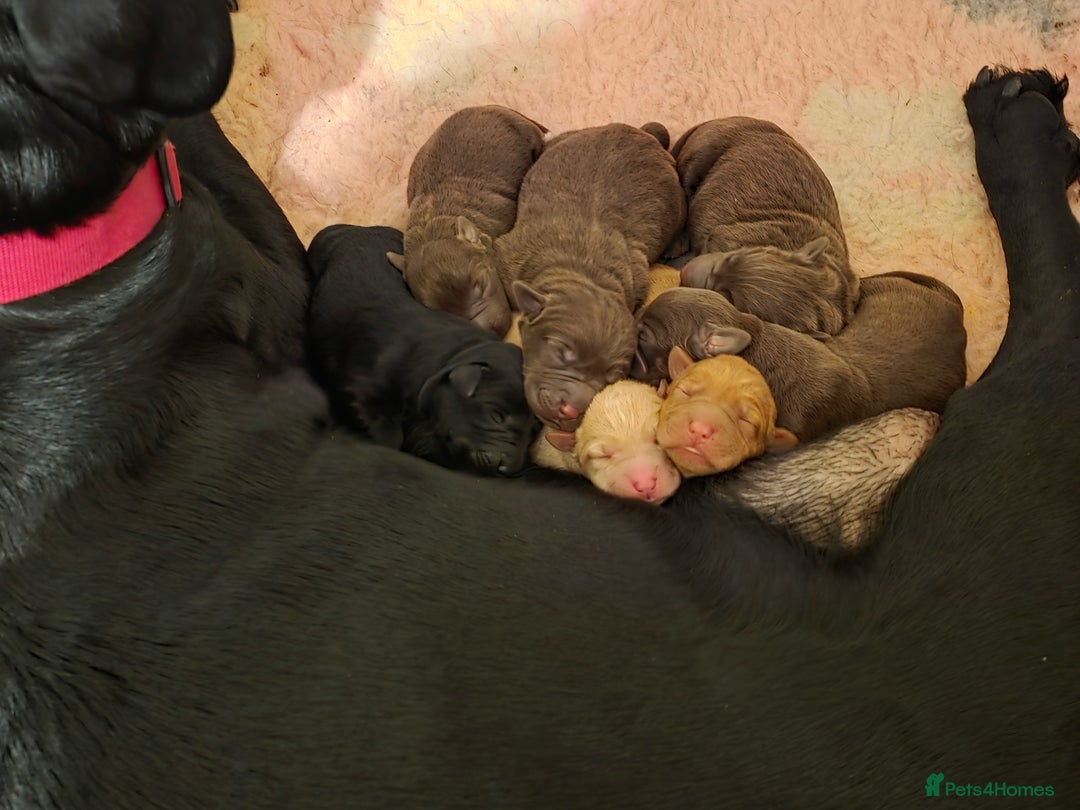 Labrador Retriever dogs for sale: Gorgeous Labrador Puppies – Ready December! - Image 2