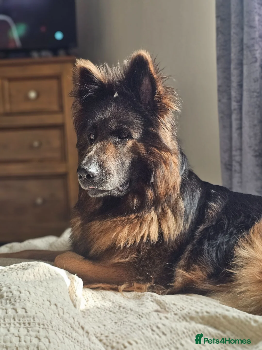 German Shepherd dogs for sale: German shepherd bitch in Darlington - Advert 1