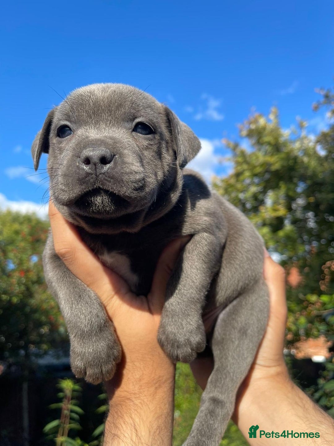 Staffordshire Bull Terrier dogs for sale: STUNNING CHAMPION BRED LITTER - Image 16