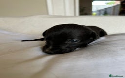 Whippet dogs for sale: Whippet/bedlington + whippet/collie - Image 8