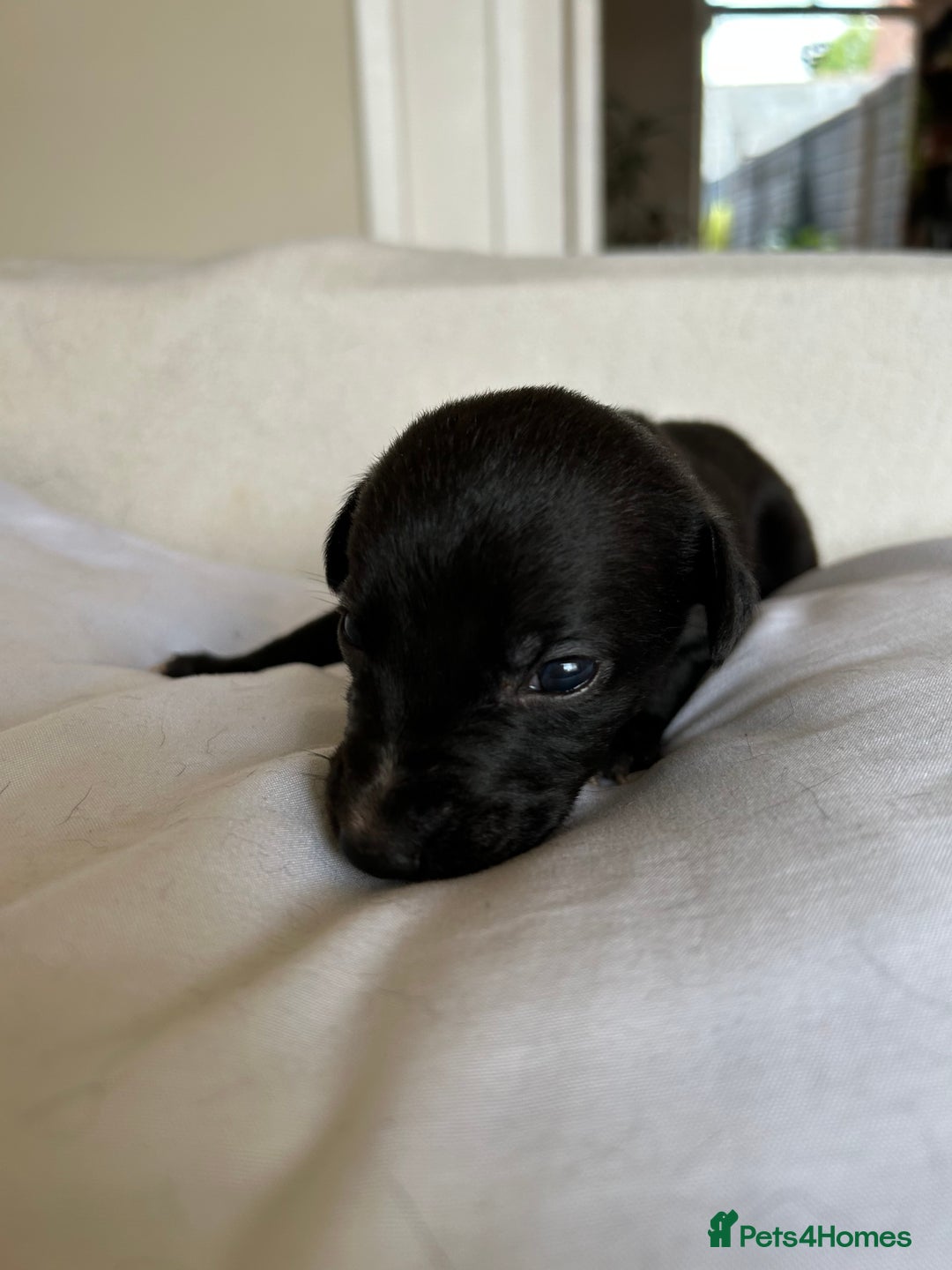 Whippet dogs for sale: Whippet/bedlington + whippet/collie - Image 8