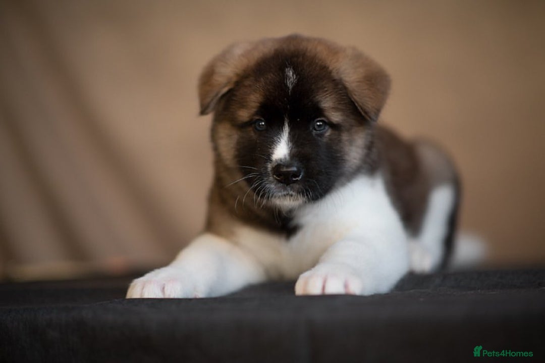 Akita dogs for sale: Akita puppies for sale  - Image 5