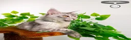 Maine Coon cats for sale: Stunning Maine Coon Kittens Ready - Advert 10