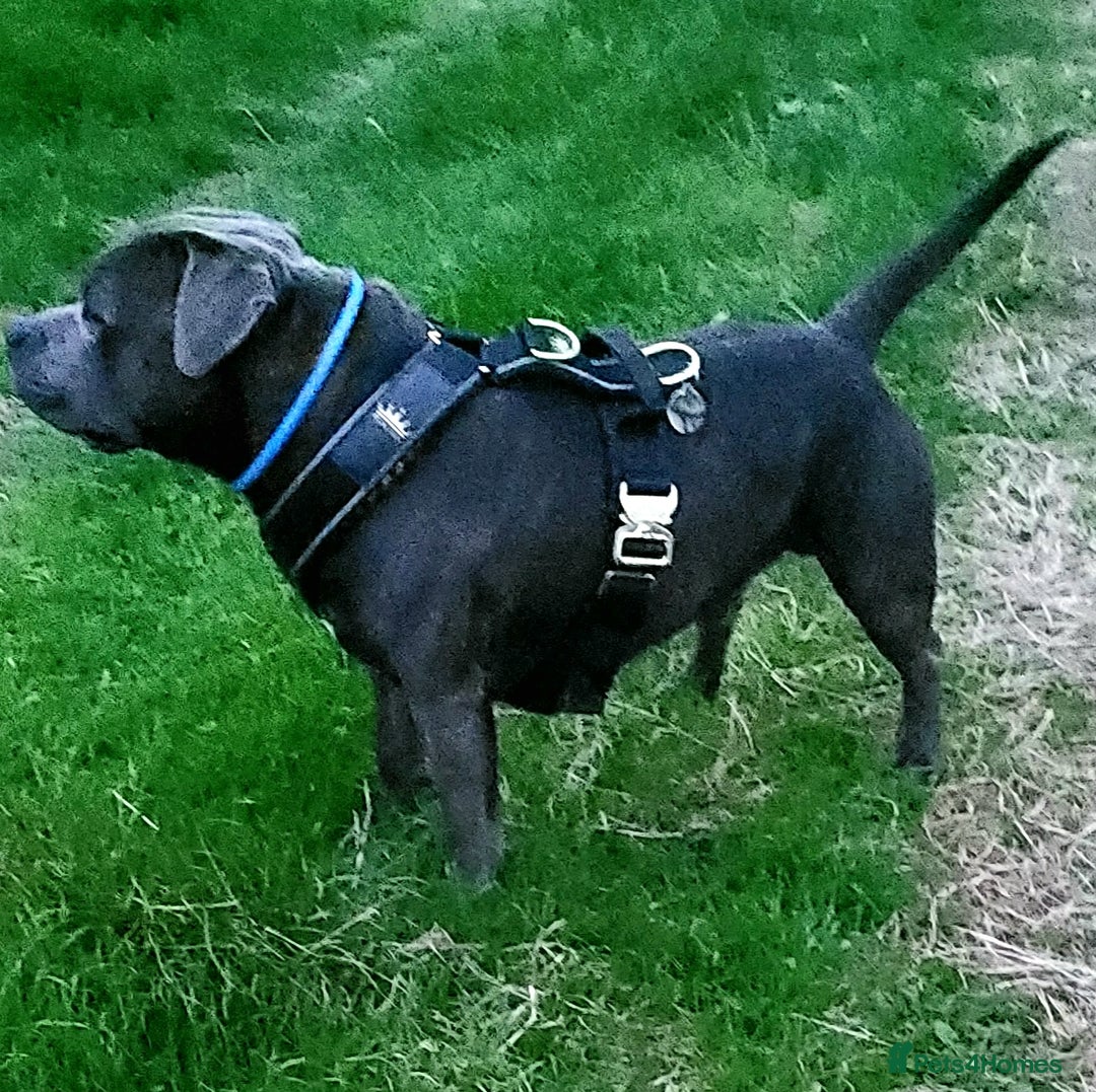 Staffordshire Bull Terrier dogs for stud: Maximus Prime ready for Stud in Birmingham - Advert 6