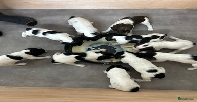 English Springer Spaniel dogs - Advert 3
