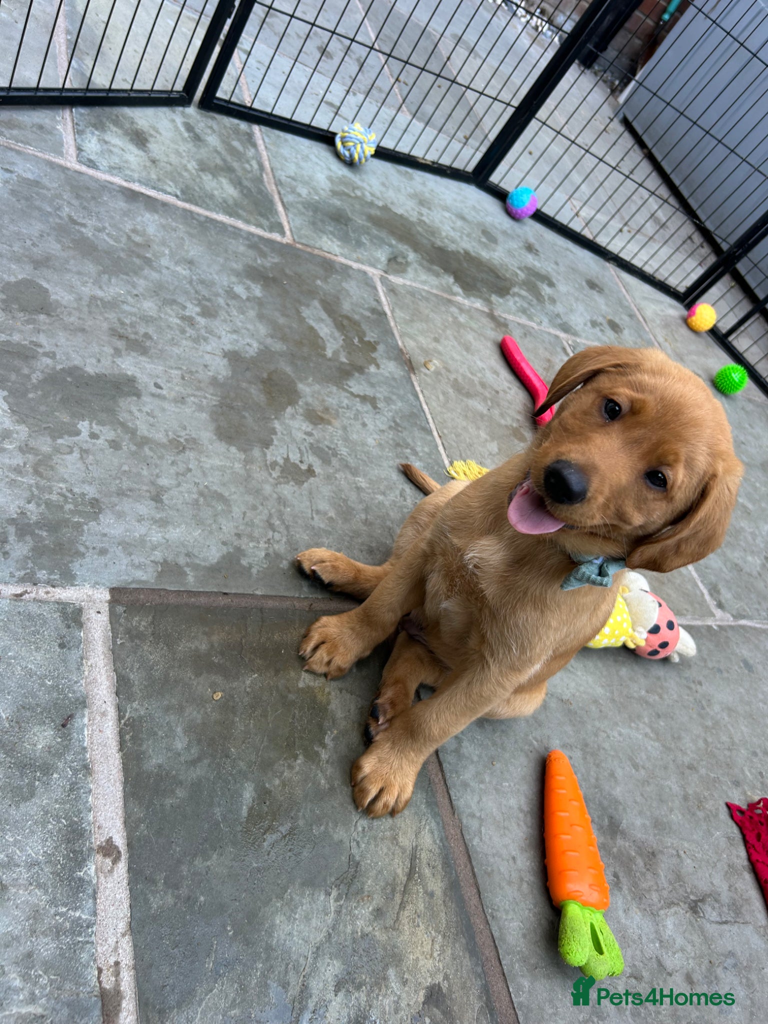 Labrador Retriever dogs KC Fox Red Labrador puppy for sale  - Advert 2