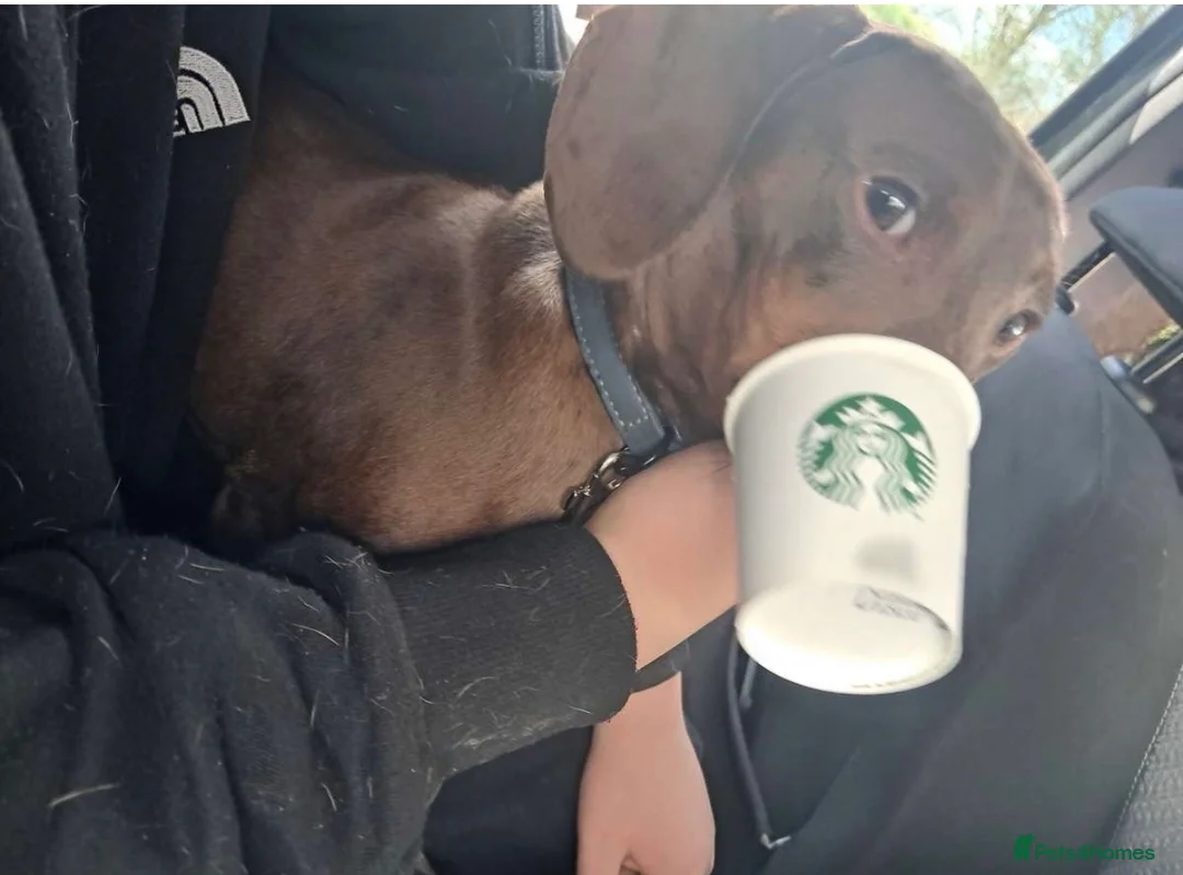 Dachshund dogs for sale: Sad rehome - Advert 1