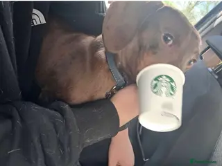 Dachshund dogs Sad rehome - Advert 1