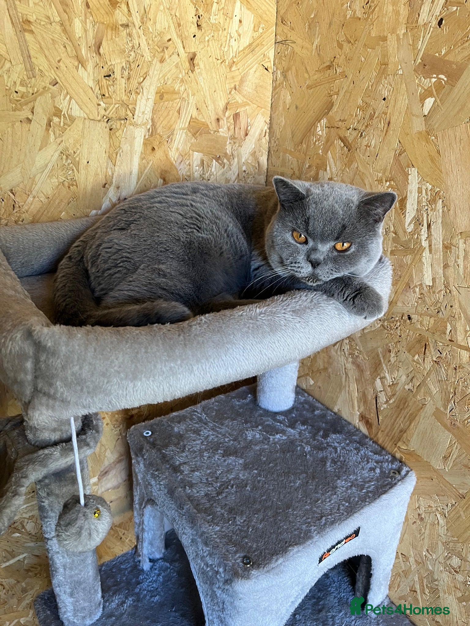 British Shorthair cats Champion British Blue Import for Stud  - Advert 2