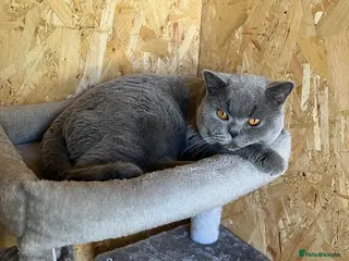 British Shorthair cats Champion British Blue Import for Stud - Advert 2