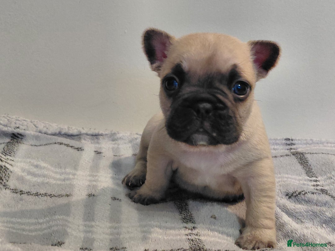 French Bulldog dogs for sale: French bulldog puppies - Image 2