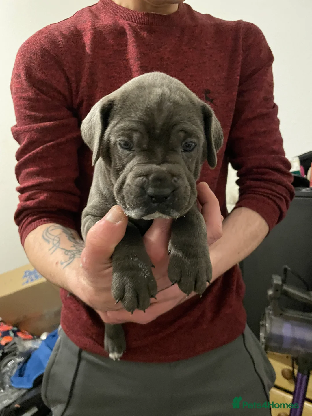Cane Corso dogs for sale: Beautiful BlueBlood Cane Corso litter 4 Girls - Advert 2