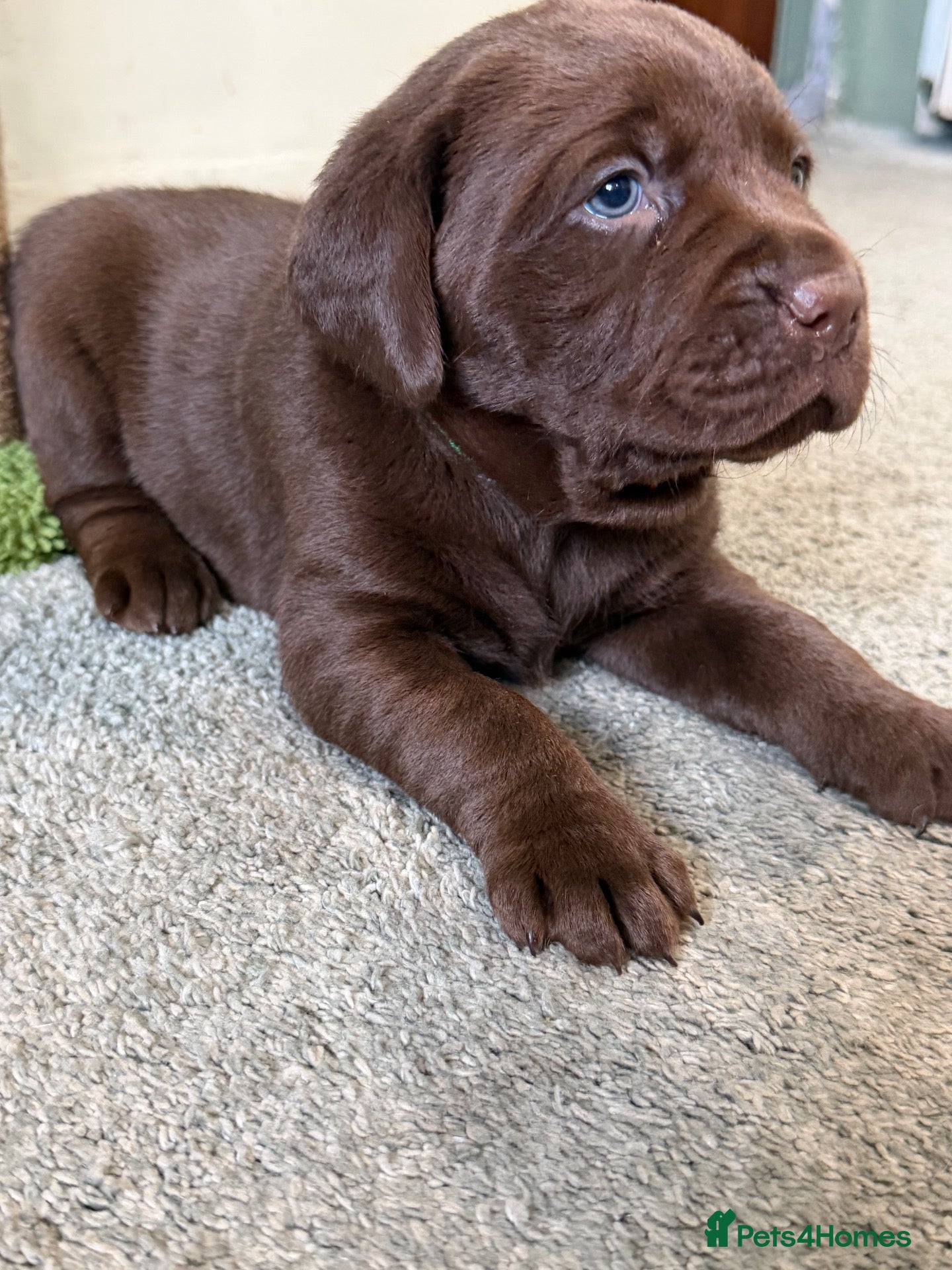 Labrador Retriever dogs Beautiful chocolate Labrador puppies  - Advert 6
