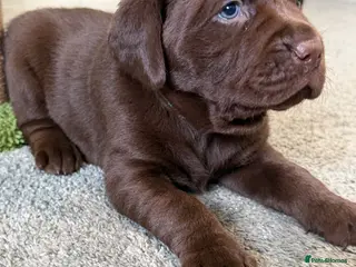 Labrador Retriever dogs Beautiful chocolate Labrador puppies - Advert 6