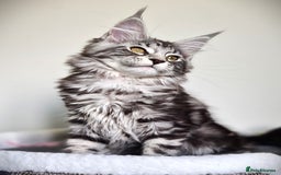 Maine Coon cats for sale: STUNNING XL PEDIGREE MAINE COON KITTENS  - Image 26