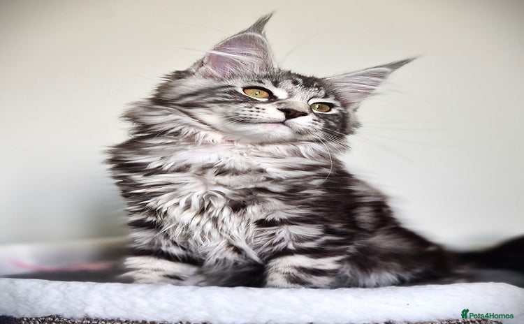 Maine Coon cats - Advert 10