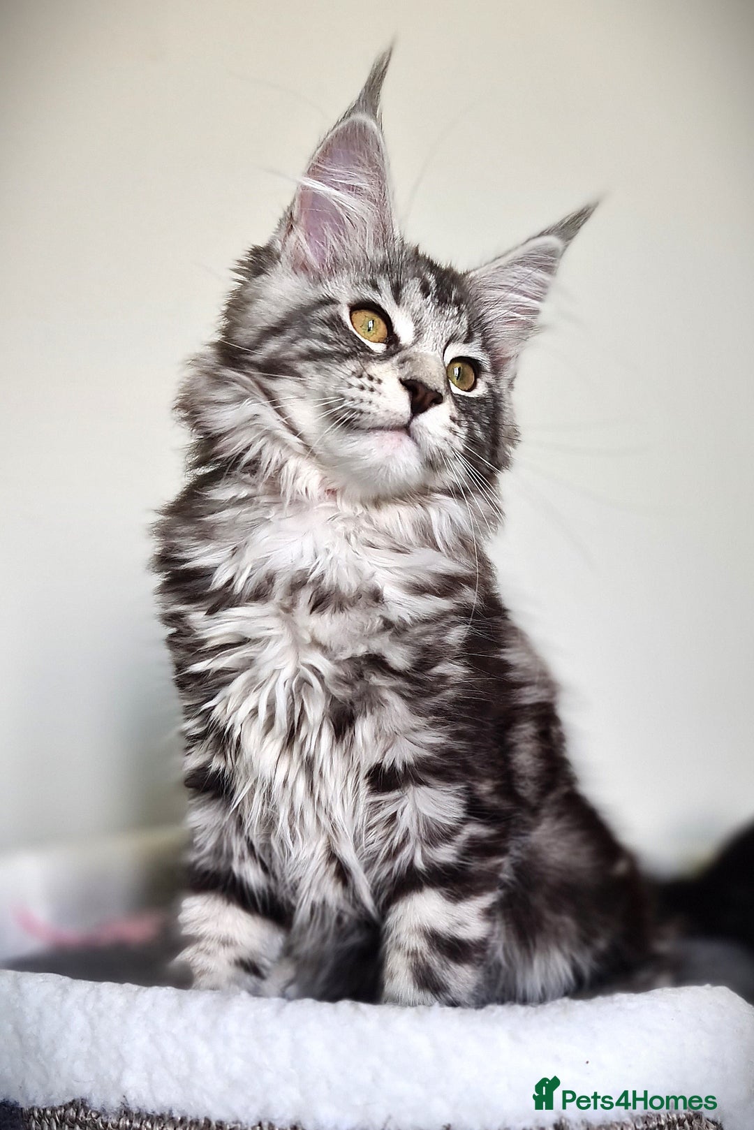 Maine Coon cats for sale: STUNNING XL PEDIGREE MAINE COON KITTENS  - Image 26