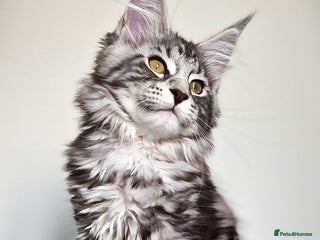 Maine Coon cats - Advert 1