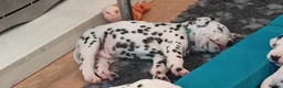 Dalmatian dogs for sale: Beautiful dalmatian puppies - Advert 20