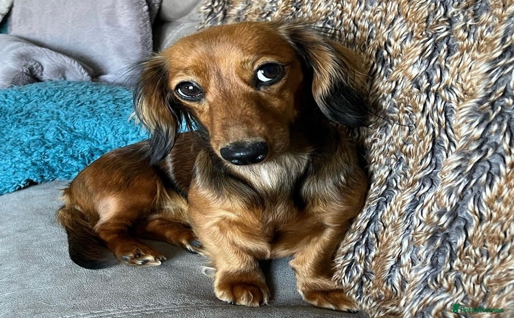 Miniature Dachshund dogs - Advert 8