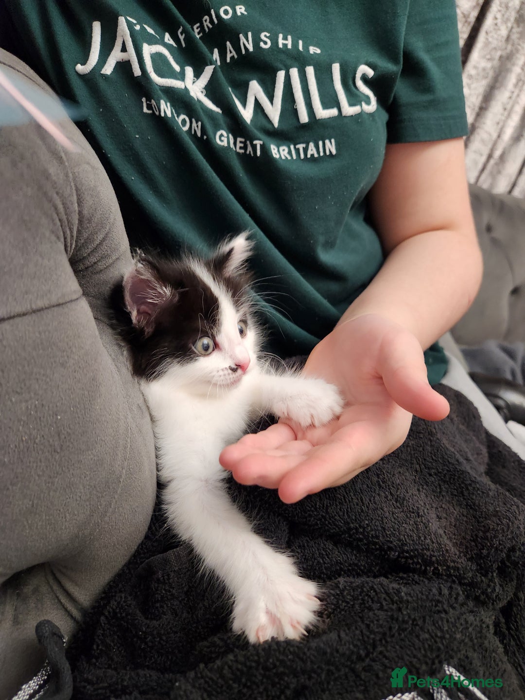 Mixed Breed cats for sale: Beautiful X Mainecoon babies  - Image 4