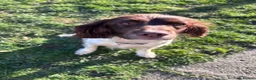 Sprocker dogs for sale: Sprocker Puppies For Sale - Advert 20