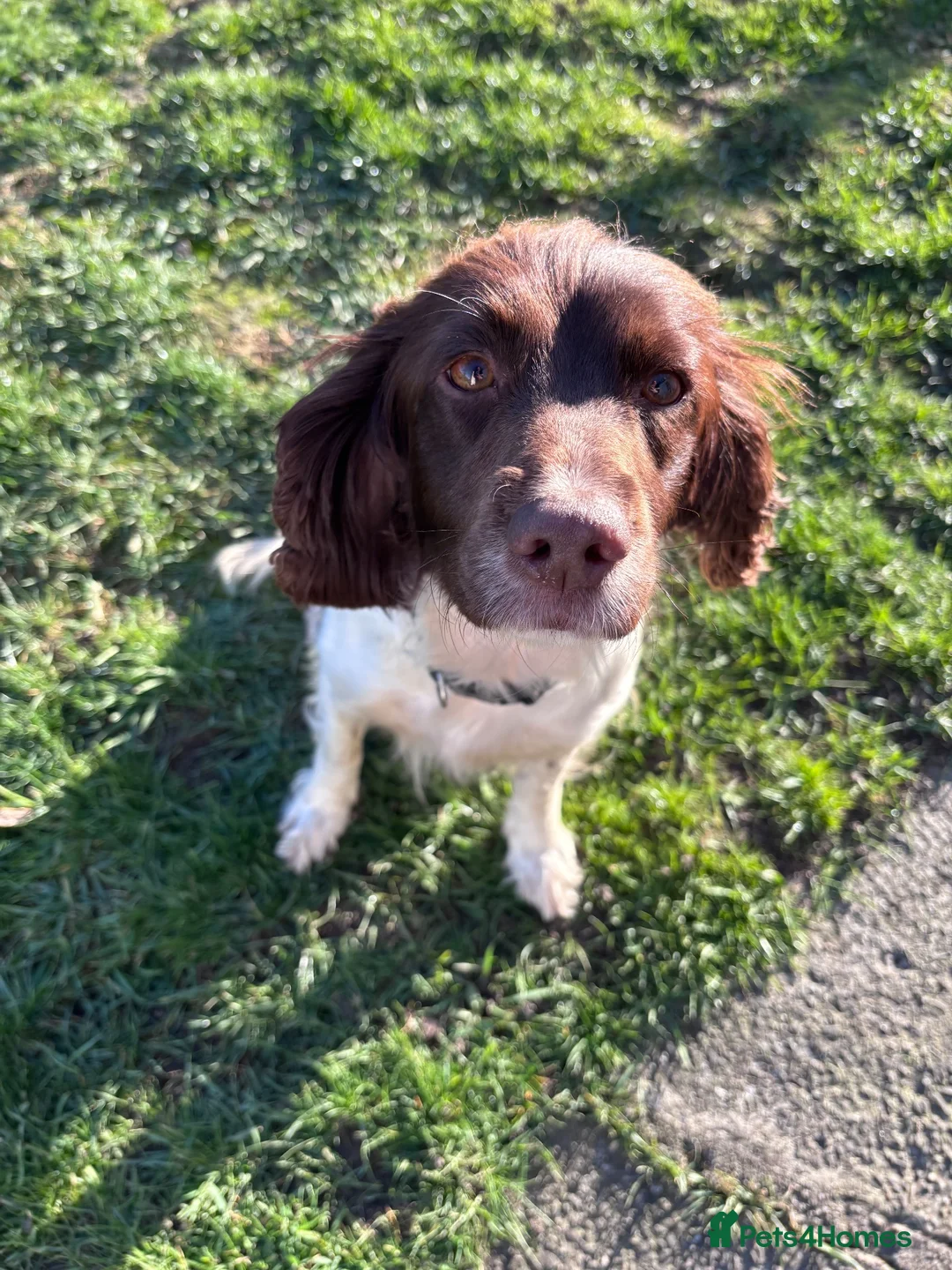Sprocker dogs for sale: Sprocker Puppies For Sale - Advert 20
