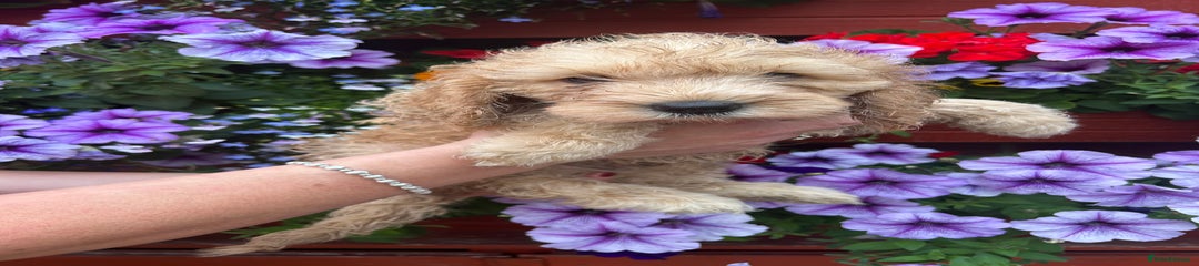 Cockapoo Puppy 5