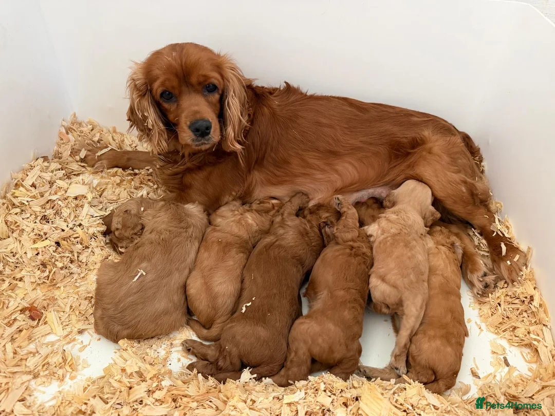 Cavapoo dogs for sale: Cavapoo, Ready 18th April - Advert 7