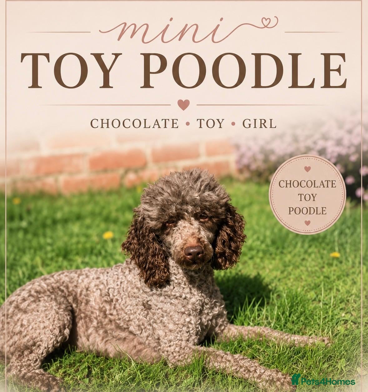 Toy Poodle dogs Beautiful toy poodle puppies  - Advert 1