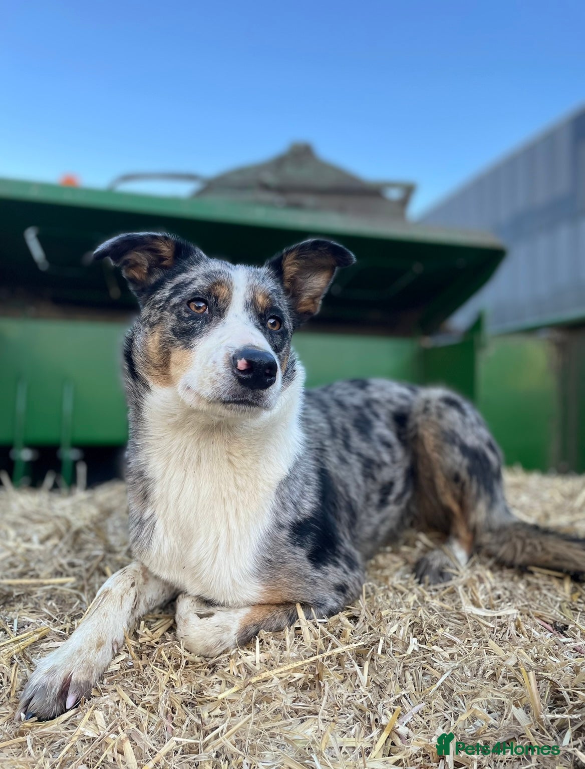 Border Collie dogs for sale: beautiful blue merle last boy left  - Advert 2