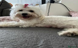 Maltese dogs for sale: 🐾 Adorable Maltese Puppies 🐾  - Image 17
