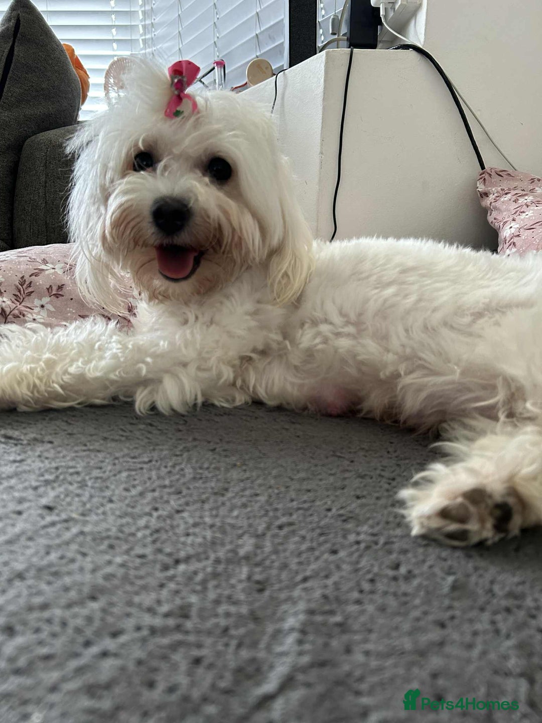 Maltese dogs for sale: 🐾 Adorable Maltese Puppies 🐾  - Image 17