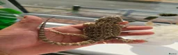 Bearded Dragon reptiles for sale: Baby beardies  - Advert 6