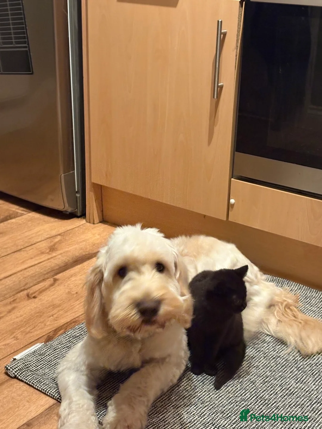 Cockapoo dogs for sale: Oscar  in Huddersfield - Advert 2