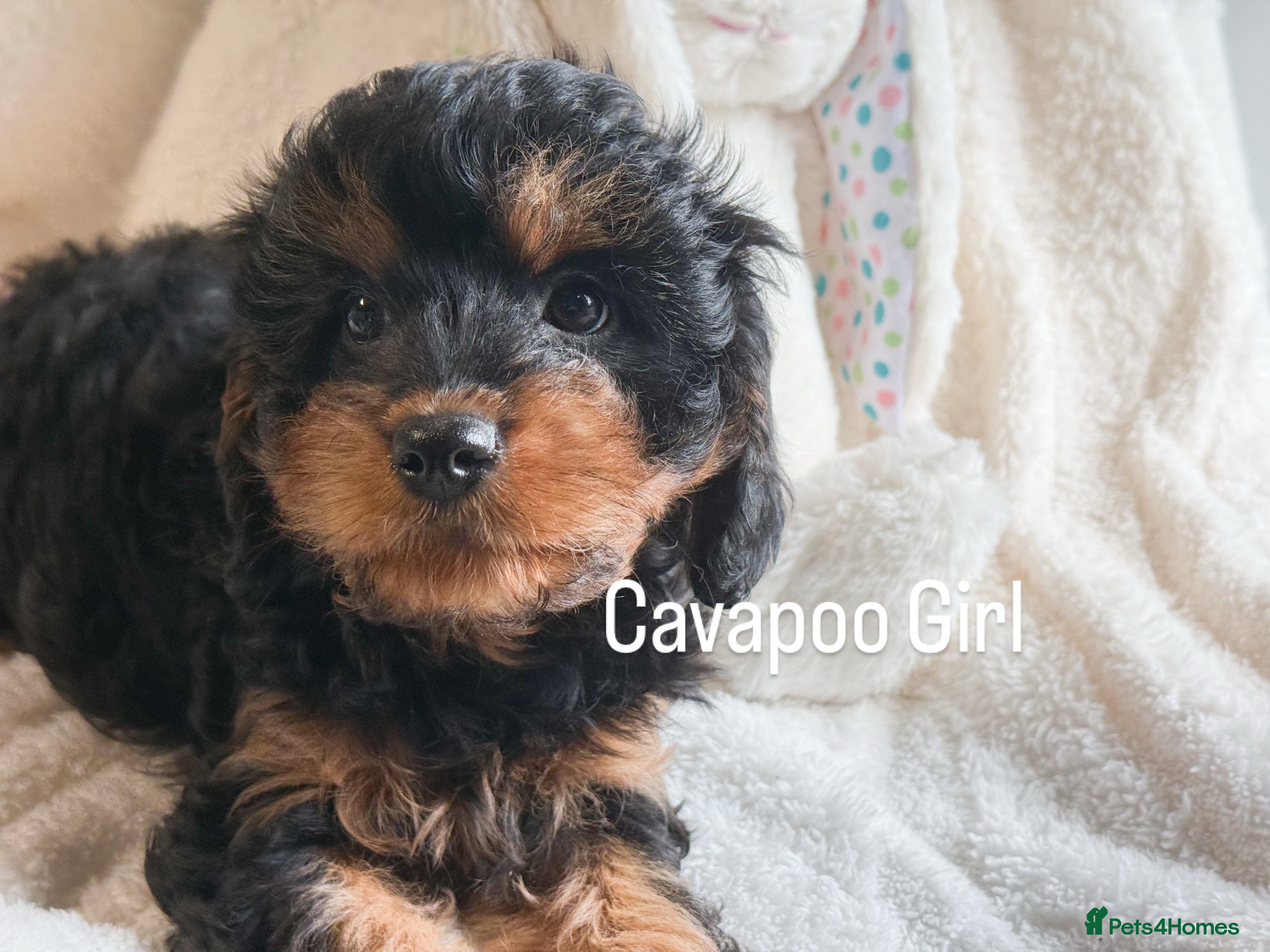 Cavapoo dogs Stunning F1 Cavapoo Black and Tan Girl - Advert 14
