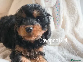 Cavapoo dogs Stunning F1 Cavapoo Black and Tan Girl - Advert 14