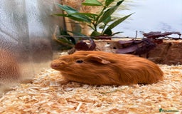 Guinea Pig rodents for sale: 🏡🐹 Multiple pretty Boys available 🐹🏡 - Image 28