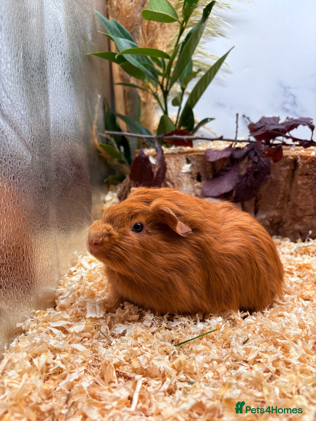 Guinea Pig rodents for sale: 🏡🐹 Multiple pretty Boys available 🐹🏡 - Image 28