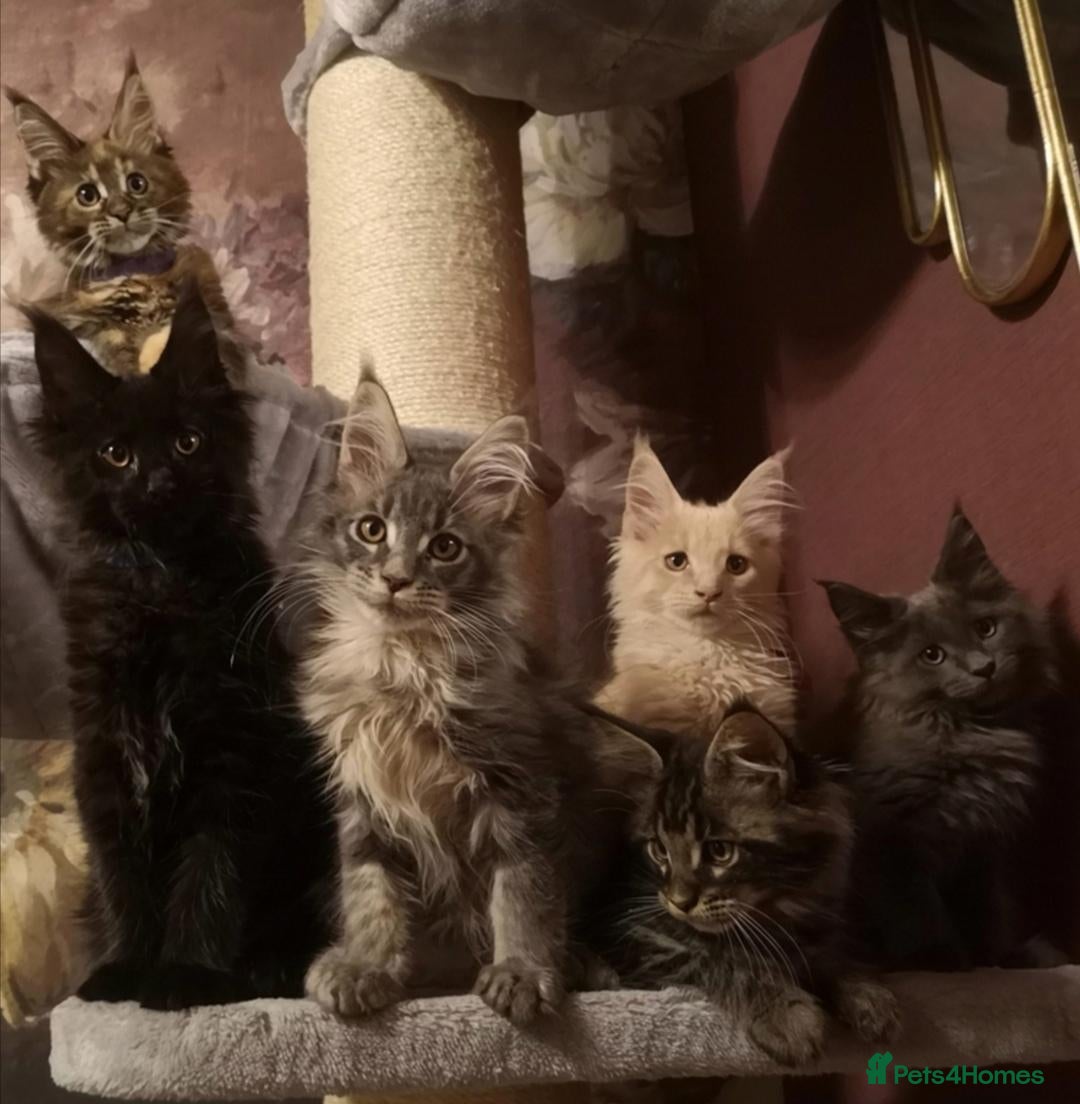 Maine Coon cats Tica, Health Checked Maine Coon kittens - Advert 1