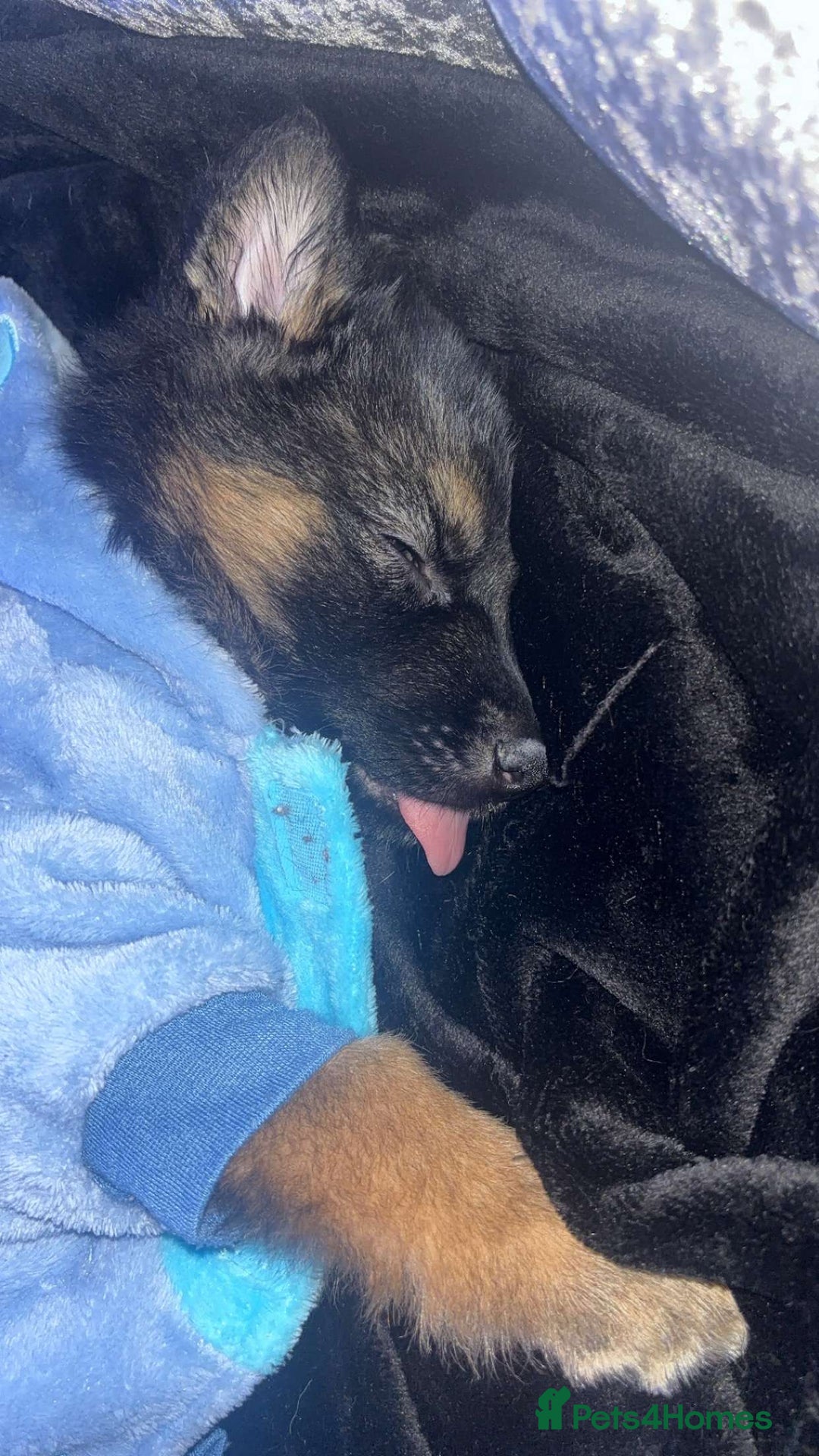 Shepsky dogs for sale: Female Shepsky - Image 1