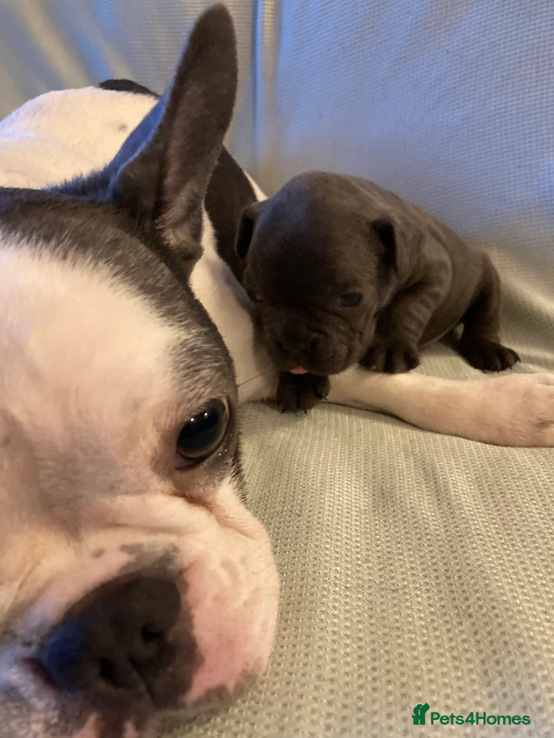 French Bulldog dogs for sale: French Bulldog puppies in Ellesmere - Advert 1