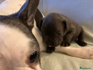 French Bulldog dogs French Bulldog puppies - Advert 3