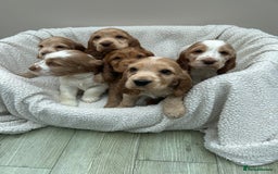 Cocker Spaniel dogs for sale: READY NOW KC Reg.Show Cocker Spaniels  - Image 1