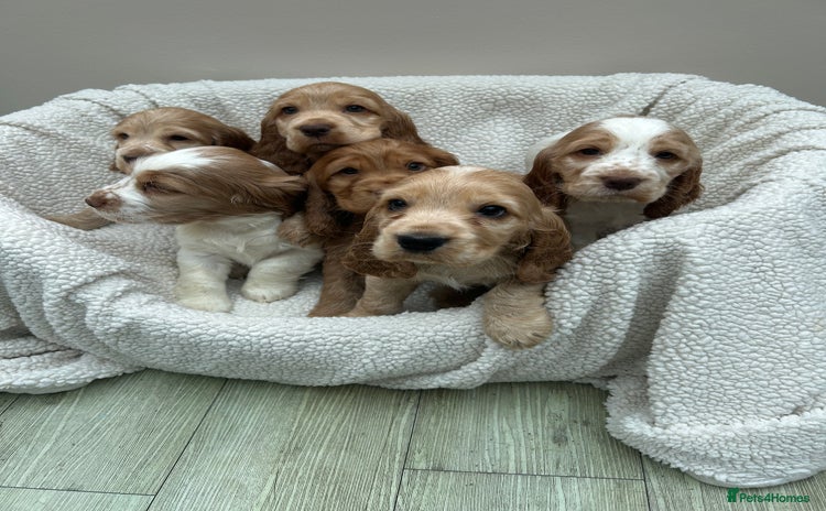 Cocker Spaniel dogs - Advert 9