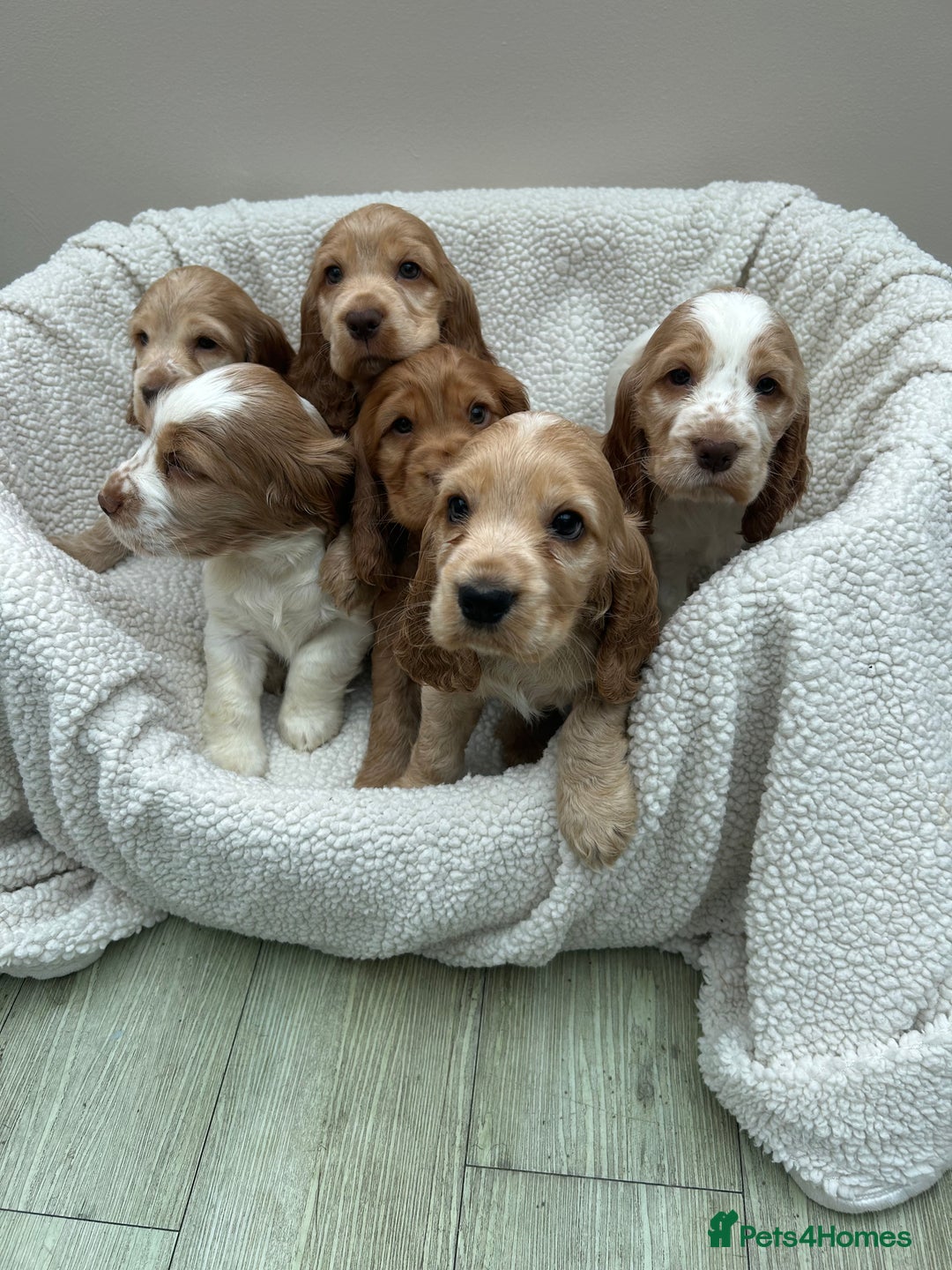 Cocker Spaniel dogs for sale: READY NOW KC Reg.Show Cocker Spaniels  - Image 1