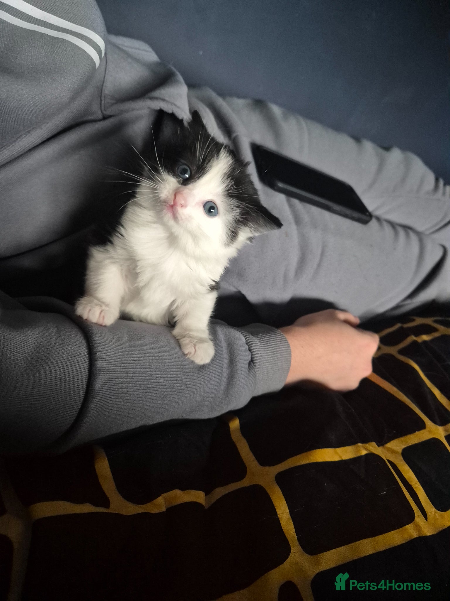 Mixed Breed cats for sale: 3 beautiful kittens - Advert 6